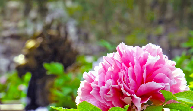 Paeonia flower photograph and introduction