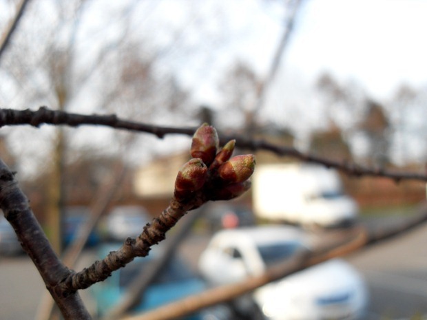 knopper står på spring overalt