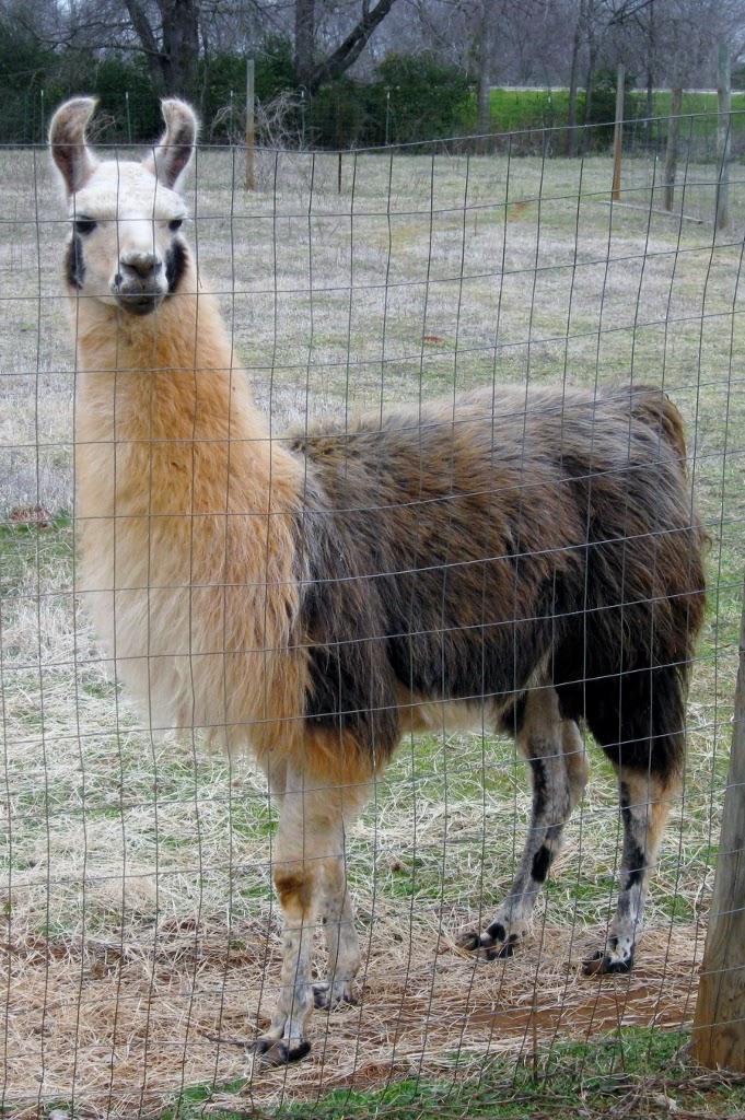 llama on heartsongfarm.blogspot.com