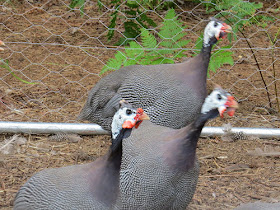 guinea fowl