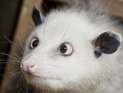 A bit cross : Cross-eyed opossum Heidi is pictured as she sits in her 