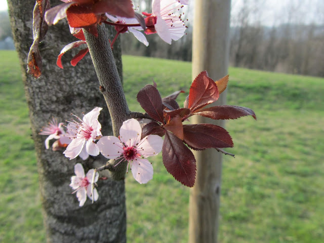 Fiori e Germogli di Prugno Ornamentale