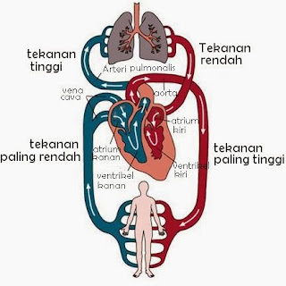 Cara Kerja Jantung