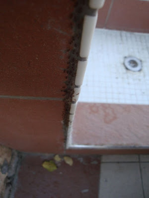 ants teamwork