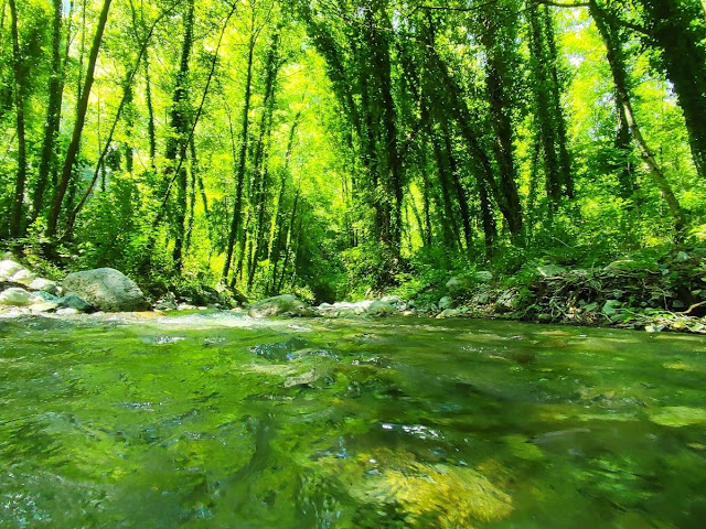 Alberi e torrente