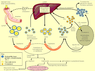 Copyan metabolisme lipid