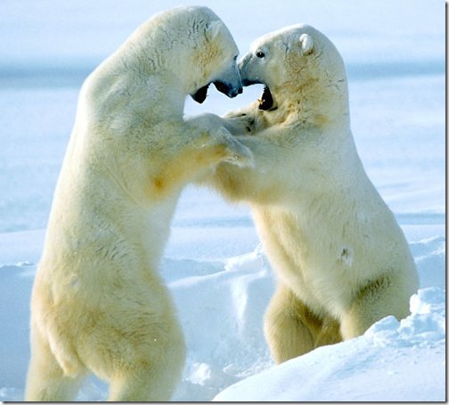sparring_polar_bears