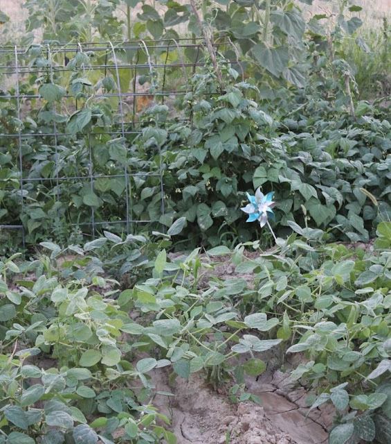 how to plant green beans