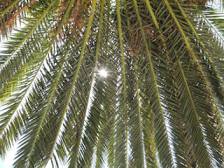 Light shining through palm branches