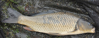 Common Carp, Pat Kellner, Texas Freshwater Fly Fishing, TFFF, Fly Fishing Texas, Texas Fly Fishing, Smallmouth Buffalo, Buffalo on the fly, fly fishing for buffalo, what are carp, carp in texas, texas carp fishing, carp on the fly