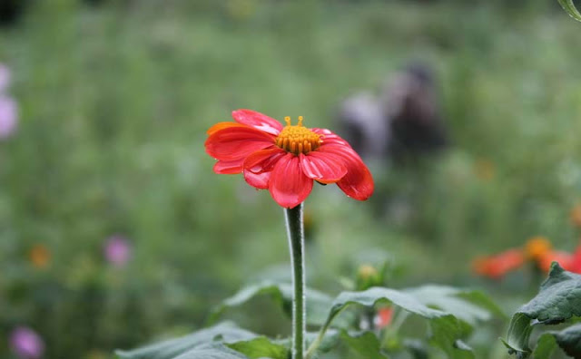 Mexican Sunflower Pictures