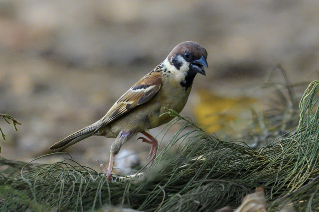 An Bui 2024 Quang Ngai - Eurasian Tree Sparrow (Chim sẻ)