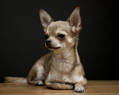 beautiful Chihuahua