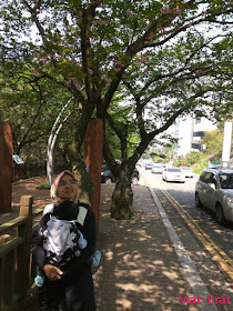 Dalmaji-gil road Tempat menarik di Busan Korea Interesting Place cherry blossom sakura
