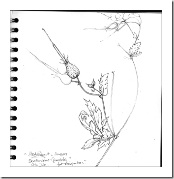 herb-robert