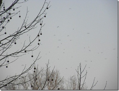 migrating birds