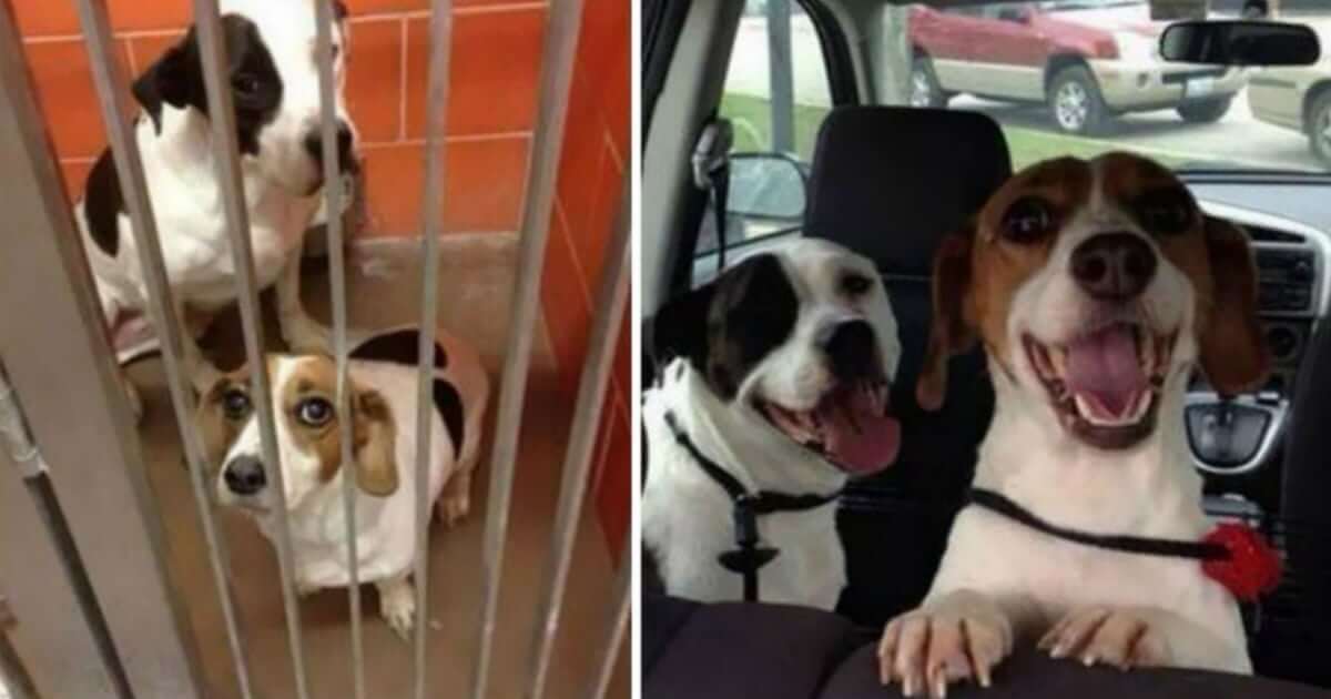 11 Adorable Before And After Dog Adoption Pictures