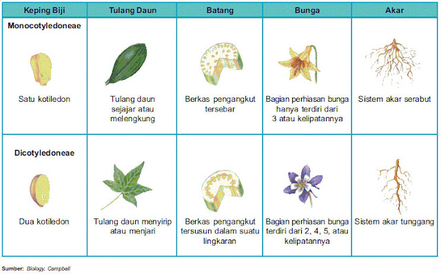 Perbedaan tumbuhan monokotil dan dikotil