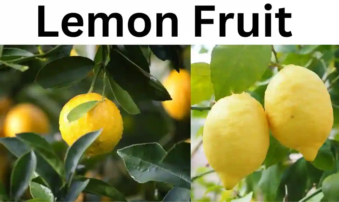 Lemon Fruit - কাগজি লেবুর উপকারিতা ও অপকারিতা।