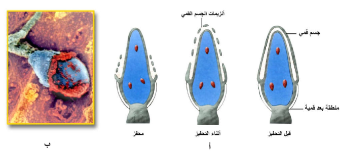 الشكل 23 - 3 : أ) المراحل المتعاقبة لتفاعل الجسم القمي من اليمين إلى اليسار، ب ) صورة لحيوان منوي مبينا بقايا الجسم القمي بعد التفاعل