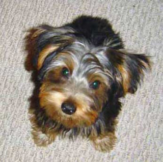 Yorkshire Terrier Dog Breeds Puppies Pictures