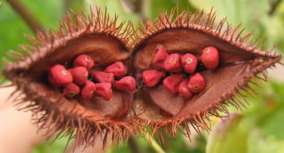 Fruto de achiote