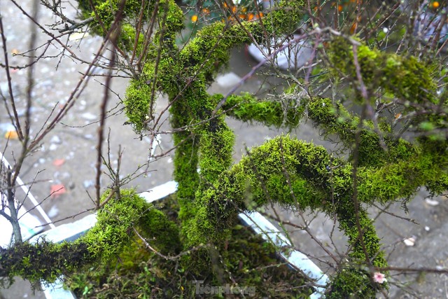 Chiêm ngưỡng cây nhất chi mai độc lạ lần đầu tiên xuất hiện ở Vinh - Ảnh 5.