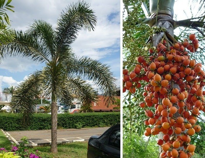 PALMS AND CYCADS POKOK PALMA DAN CYCADS Agrobio 