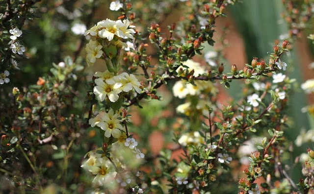 Sisyrinchium Striatum Flowers Pictures