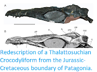 https://sciencythoughts.blogspot.com/2015/06/redescription-of-thalattosuchian.html