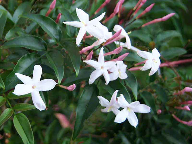 close-up, Jasmine, flowers, garden