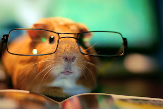 Funny Guinea Pig