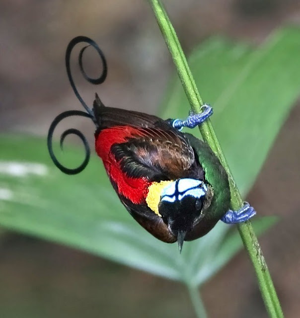  Cendrawasih Botak Papua