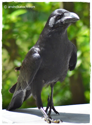 Jungle Crow, Front