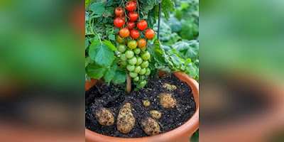 TomTato, la planta que da papas y tomates