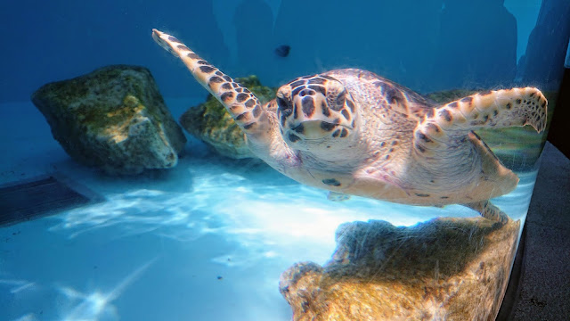 沖縄 美ら海水族館