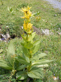 Nombre vulgar: Genciana, unciana Nombre cient?fico : Genciana lutea L. Familia. Gencian?ceas H?bitat:Natural del sur y este de Europa, puede ser encontrada en monta?as de naturaleza calc?rea a partir de los 1000 m. de altura. Su nombre deriva de Gentio, rey de Iliria, la supuesta regi?n del Adri?tico donde se origin? la lengua indoeuropea. Parece ser que este pueblo utilizaba la planta para disminuir la fiebre. Caracter?sticas: Planta perenne de la familia de las gencian?ceas de hasta 120 cm de altura. Tallos erectos, que nacen de una ra?z muy vigorosa de hasta 30 cm de longitud, blanca por dentro y marron?cea al exterior. Hojas inferiores mucho m?s largas que las superiores, de color verde-amarillo y con los nervios muy destacados. Hojas superiores sin peciolo, opuestas y puntiagudas. Flores amarillas reunidas en verticilos. Frutos en c?psula, que encierra muchas semillas. Componentes: ?cidos: asc?rbico, cafeico, nicot?nico, oxicin?mico, gent?sico ( Ra?z) Principios amargos: gentioflav?sido, gentiopric?sido, amarogenti?sido, swertiam?rosido, inulina. ( Ra?z) Alcaloides: gentianina, gentiamarina y gentialutina. ( Ra?z) Pigmentos: gentiosina, gentisina e isogentisina. ( Ra?z) Minerales: aluminio, calcio, cromo, cobalto, hierro, magnesio, manganeso, f?sforo, potasio, selenio, sodio ( Ra?z) Fibra: Pectina ( Ra?z) Vitaminas: Vitamina C , riboflavina ( Vitamina B2) , niacina ( Vitamina B3) y tiamina (Vitamina B 1) (Ra?z) Aceite esencial: carvacrol, limoneno y linalol. Gl?cidos: sacarosa, dextrosa, gentin?sido, (Ra?z) Prote?nas ( Ra?z) PROPIEDADES MEDICINALES: Uso interno Una planta para las enfermedades del est?mago y el aparato digestivo. La genciana constituye uno de los mejores remedios contra los problemas del est?mago. Por su contenido en principios amargos esta planta tiene la propiedad de aumentar la producci?n de jugos digestivos por lo que abre el apetito y facilita la digesti?n. El principal componente responsable de estas propiedades es la amargogentina, un principio activo que incrementa la producci?n de saliva lo cual desencadena una mayor producci?n de bilis y jugos g?stricos. El gentiopricosido y la inulina tienen propiedades gastroestimulantes, mientras que el swertiam?rosido estimula el p?ncreas. Por lo tanto esta planta se utilizar? en las siguientes anomal?as del aparato digestivo: - Falta de apetito: La inapetencia, causada por diferentes motivos (problemas personales, debilidad corporal, anorexia, etc.) puede ser aliviada con la ingesti?n de polvo de ra?z macerado en agua fr?a durante 4 o 5 horas. - Flatulencia: El exceso de gases, generalmente provocado por una mala digesti?n, puede ser aliviado mediante la ingesti?n de esta planta. ( Maceraci?n de 1,5 gr. de polvo seco por taza de agua durante 4 horas. Tomar un par de tazas al d?a) - Estomacal: En est?magos "perezosos" la genciana ayuda a estimular la digesti?n haciendo que esta sea m?s favorable y m?s r?pida, evitando al mismo tiempo la pesadez que suponen los problemas de indigesti?n. ( Maceraci?n al 0,5 % durante 4 horas de ra?z de genciana en agua fr?a. Tomar un par de tazas al d?a antes de las comidas principales) La genciana posee tambi?n propiedades t?nicas estomacales. El incremento de los ?cidos g?stricos producido por sus principios amargos ( amargogentina, gentiopric?sido e inulina) favorecen la digesti?n. El vino de genciana es famoso por sus propiedades digestivas. Existen numerosos licores que toman este ingrediente como base para la elaboraci?n de vinos t?nicos. Uno muy f?cil de elaborar se realiza con un litro de vino blanco de jerez al que se le a?aden 30 gr. de ra?z de genciana. Todo ello se deja macerar en un lugar c?lido y sombr?o de 8 a 10 d?as. Luego se toma una copita de este vino antes de las dos comidas principales. - H?gado: La genciana puede utilizarse para la insuficiencia hep?tica ayudando a este ?rgano a trabajar en mejores condiciones. Todo ello ayudar? no solamente a realizar mejor los procesos digestivos sino a evitar otros s?ntomas como la ictericia, la acumulaci?n o retenci?n de l?quidos, el cansancio, etc. ( Maceraci?n al 0, 2 % de ra?z de genciana durante un par de d?as. Colar bien y disolver 400 gr. de miel. Beber un par de copitas al d?a) - Gusanos intestinales: El contenido en carvacrol de la genciana le otorga propiedades verm?fugas por lo que resulta adecuado para la expulsi?n de gusanos intestinales. -? Un remedio para la gastritis y ulcera? Algunos especialistas indican que los principios amargos de la genciana, usada con el jengibre y la regaliz, pueden ser ?tiles para el tratamiento de la gastritis y las ?lceras. Sin embargo, otros advierten que estos principios, al incrementos el contenido de ?cidos g?stricos. y biliares, pueden empeorar las inflamaciones del est?mago o las ?lceras y que esta planta nunca debe ser usada cuando el paciente posee acidez, causada por hiperclorhidria, inflamaci?n o ?lcera de est?mago. Ante la duda es mejor recurrir a otras plantas m?s seguras. Una planta para incrementar la producci?n de la bilis La genciana tiene el poder de actuar sobre la ves?cula biliar y el h?gado siendo capaz de incrementar la producci?n de la bilis. Esta propiedad se puede aprovechar en aquellos casos en que exista una insuficiencia biliar que es una de las causas de malas digestiones. ( Maceraci?n al 0, 2 % de ra?z de genciana durante un par de d?as. Colar bien y disolver 400 gr. de miel. Beber un par de copitas al d?a) Una planta para el tratamiento del hipotiroidismo La genciana posee componentes que ayudan a estimular la producci?n de la tiroides, por lo que su uso resulta recomendado en el tratamiento del hipotiroidismo ( Maceraci?n al 0, 2 % de ra?z de genciana durante un par de d?as. Colar bien y disolver 400 gr. de miel. Beber un par de copitas al d?a) Una planta para tonificar el organismo, depurar la sangre y ayudar a evitar o superar las infecciones. En situaciones de debilidad corporal, durante la convalecencia de una enfermedad, la genciana ayuda a superar la falta de energ?a constituyendo un buen reconstituyente que restaura la fuerza del organismo. Adem?s de t?nico digestivo, la genciana constituye un t?nico general. ( Maceraci?n al 0,5 % durante 4 horas en agua fr?a. Beber un par de tazas media hora antes de las dos principales comidas) La genciana posee propiedades leucocit?genas, es decir incrementa la producci?n de gl?bulos blancos, lo cual fortalece el sistema inmune y ayuda a prevenir la aparici?n de numerosas enfermedades o a facilitar la curaci?n de las mismas. Como depurativo de la sangre, la genciana se utiliza para eliminar toxinas e impurezas de la corriente sangu?nea. ( Infusi?n de media cucharadita de ra?z seca en una taza de agua. Dejar reposar durante 10 minutos. Tomar dos tazas al d?a) Se ha comprobado que esta planta posee propiedades antibi?ticas por lo que puede utilizarse para el tratamiento de enfermedades de tipo bacteriano, tales como infecciones de los o?dos u otitis, bronquitis, etc. ( Espolvorear polvo de ra?z de genciana sobre una tostada con miel o mermelada. Tomar dos o tres tostadas al d?a. Repartir el polvo de media cucharadita entre las tres tomas) Una planta para disminuir la fiebre La genciana se ha utilizado como sustituto de la quinina para el tratamiento de la fiebre. (Decocci?n de media cucharadita de ra?z seca por taza de agua. Un par de tazas al d?a) Uso externo - Calvicie: Por su elevado contenido en zinc, la genciana entra a formar parte de la composici?n de numerosos preparados para evitar la ca?da del cabello. Este mismo componente puede ayudar a evitar la aparici?n de la caspa. - Psoriasis: Utilizada externamente la genciana posee propiedades vulnerarias, siendo capaz de evitar la descamaci?n que se produce en enfermedades de la piel como la psoriasis. ( Infusi?n de 20 gr. de ra?z seca por litro de agua. Dejar reposar durante un cuarto de hora y aplicar sobre la zona afectada cuando el agua se encuentre aun tibia) Otras aplicaciones: - Licores amargos de genciana : La genciana forma parte de numerosos preparados en muchas regiones del mundo en la preparaci?n de licores amargos ( bitters). - Ant?doto contra los venenos: Durante la Edad Media esta planta se utiliz? como ant?doto para el envenenamiento. - Fabricaci?n de la cerveza: Antes del descubrimiento del l?pulo, la genciana se utilizaba como aromatizante en la industria de la fabricaci?n de la cerveza. Contraindicaciones y toxicidad Se desaconseja el uso de esta planta en pacientes con gastritis o ?lcera p?ptica. Dosis elevadas de esta planta pueden producir v?mitos, malas digestiones o dolor de cabeza. No debe utilizarse con ni?os menores de 2 a?os de edad. En caso de embarazo o hipertensi?n solamente tomar bajo prescripci?n m?dica. Recolecci?n y conservaci?n : Las ra?ces de la genciana deben recogerse durante la primavera o el oto?o, de plantas que tengan como m?nimo dos a?os de edad . Para preparaciones con licores se utilizar? la ra?z tierna. Para preparados medicinales debe secarse al sol y guardarse en recipientes herm?ticos en lugar fresco y seco.