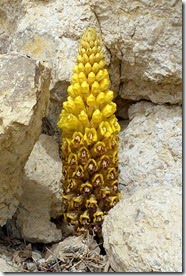 402px-Broomrape_(Cistanche_tubulosa)_Negev