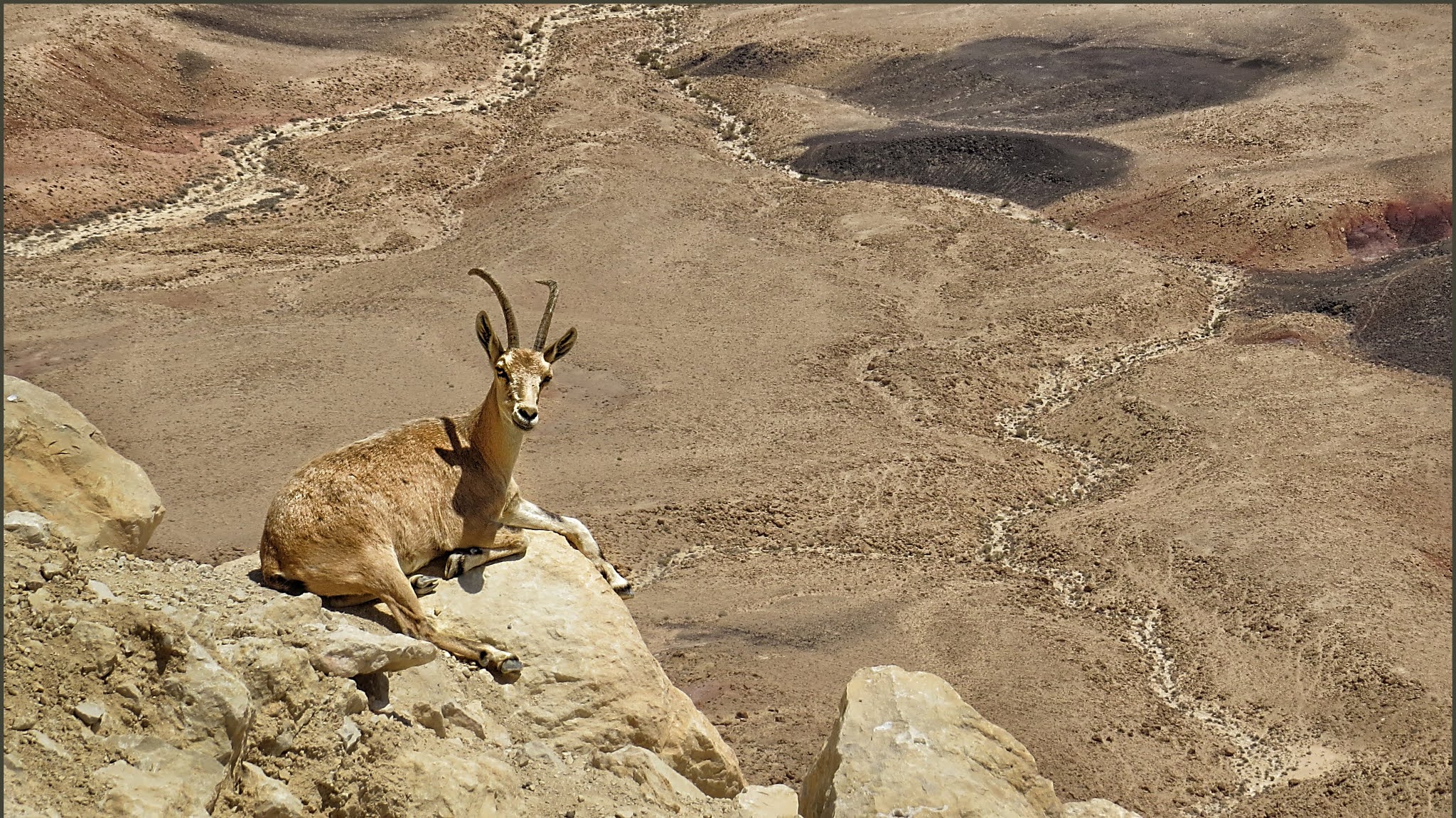 About Ibex, A Mountain Goat Adept At Climbing Walls