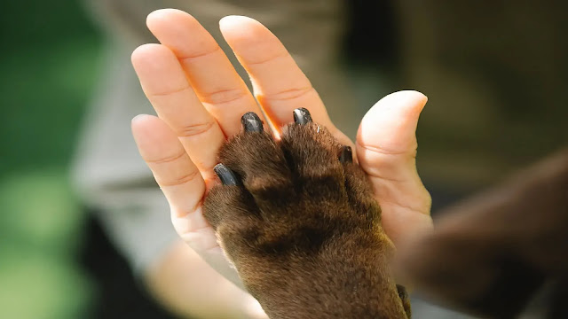 Dog and Man Hand