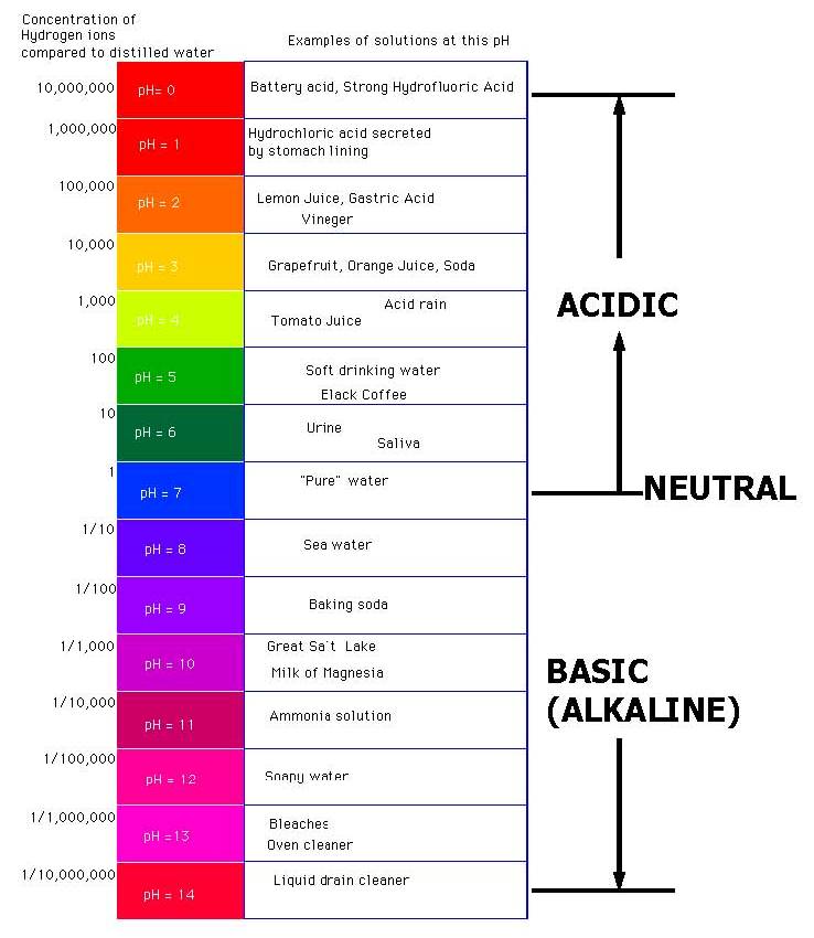 VaeVae's Blog: acid ph and bases.