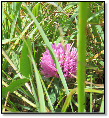 kleine Blume am Wegesrand im November