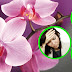 Health Benefits of Orchid