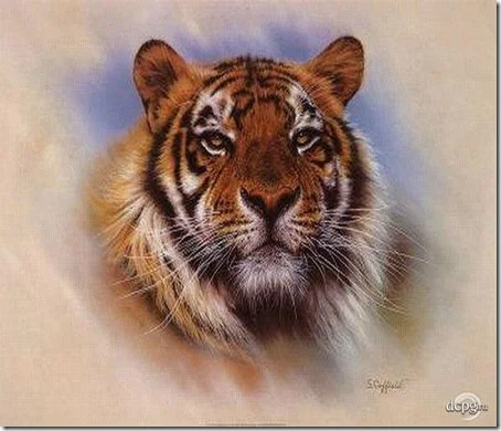 tigre 4 2