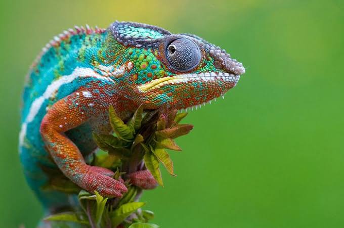Mengapa Reptil Mengubah Warna Tubuhnya? Belajar Sampai Mati, belajarsampaimati.com, hoeda manis