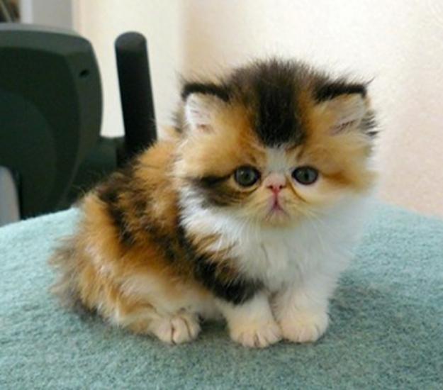 short hair exotic cat short hair exotic cat