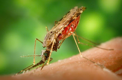 Gambar Nyamuk Malaria, Nyamuk Anopheles