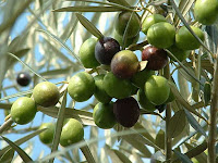 olive - las olive - Olea europaea