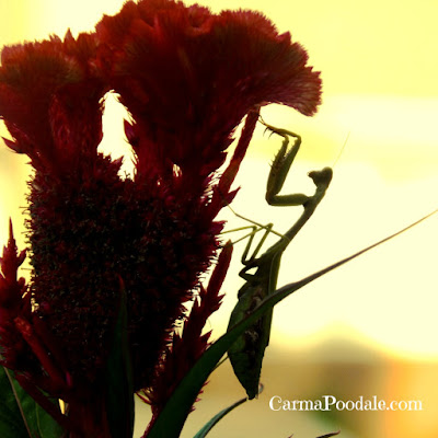 Praying mantis on flower at sunset