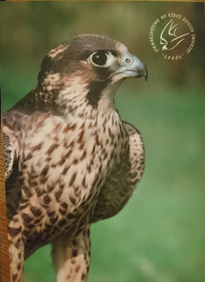 Peregrine Falcon